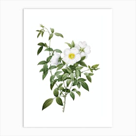 Vintage White Rose of Snow Botanical Illustration on Pure White n.0546 Art Print