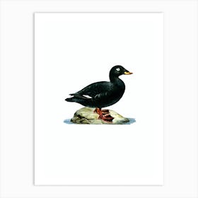 Vintage Velvet Scoter Male Bird Illustration on Pure White n.0179 Art Print