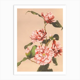 Beautiful Photomechanical Prints Of Striped Camellias, Kazumasa Ogawa Art Print