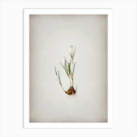 Vintage Spring Crocus Botanical on Parchment n.0160 Art Print