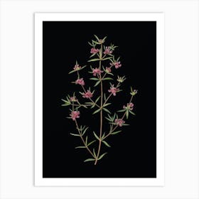 Vintage Heath Mirbelia Branch Botanical Illustration on Solid Black n.0697 Art Print