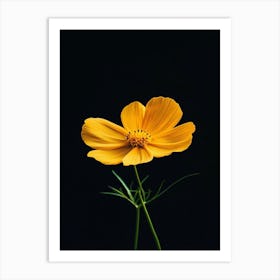 Yellow Cosmos Flower 3 Art Print