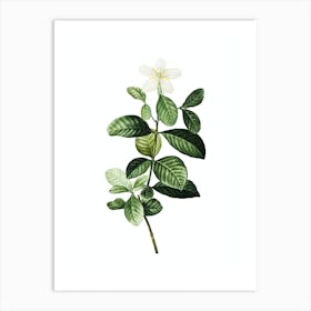Vintage Gardenia Botanical Illustration on Pure White n.0844 Art Print