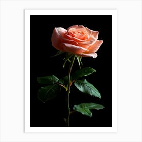 Rose In The Dark 16 Art Print