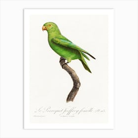 The Red Cheeked Parrot, Female From Natural History Of Parrots, Francois Levaillant Art Print