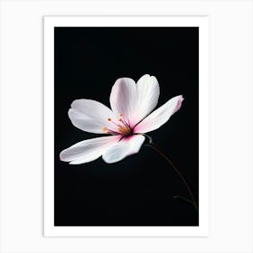 White Flower On Black Background 2 Art Print