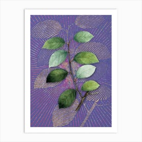 Vintage Eared Willow Botanical Illustration on Veri Peri n.0139 Art Print