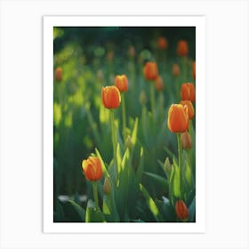 Orange Tulips Art Print