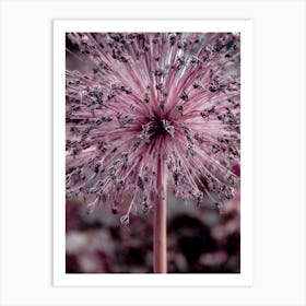 Allium Pink Flower Art Print