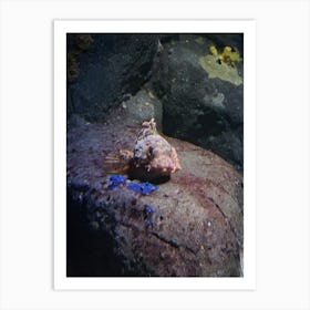 Fish In An Aquarium Art Print