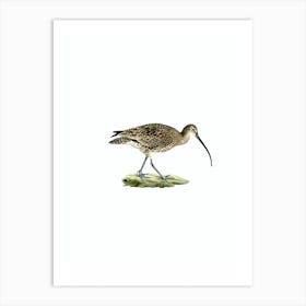 Vintage Eurasian Curlew Bird Illustration on Pure White n.0180 Art Print