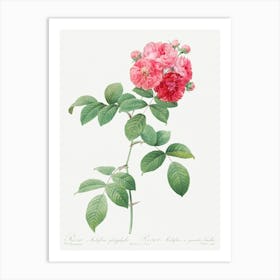 Seven Sisters Roses, Pierre Joseph Redoute Art Print