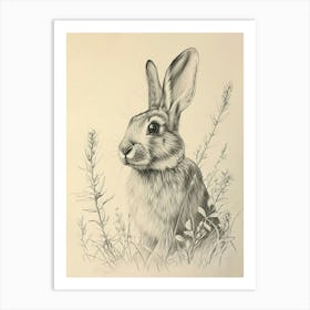 English Silver Rabbit Drawing 4 Art Print