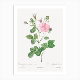 Pink Agatha, Pierre Joseph Redoute Art Print