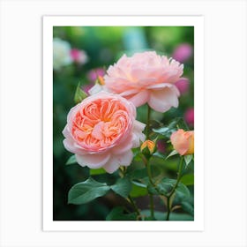 English Roses Painting Romantic 2 Art Print