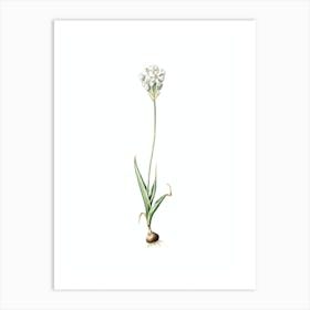 Vintage Chincherinchee Botanical Illustration on Pure White n.0164 Art Print