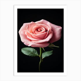 Pink Rose Isolated On Black Background 10 Art Print