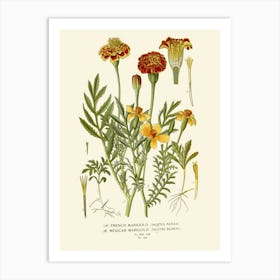 Carnations 3 Art Print