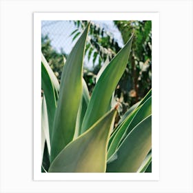 Green Agave plant // Ibiza Nature & Travel Photography Art Print