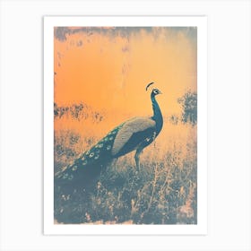 Orange & Blue Peacock In The Grass 3 Art Print