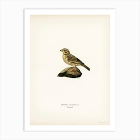 Corn Bunting, The Von Wright Brothers Art Print