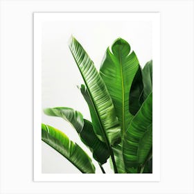 Green Banana Plant On White Background Art Print