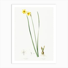 Cowslip Cupped Daffodil Illustration From Les Liliacées (1805), Pierre Joseph Redoute Art Print