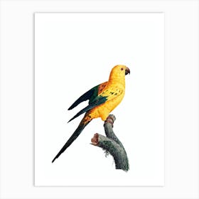 Vintage Sun Parakeet Bird Illustration on Pure White Art Print