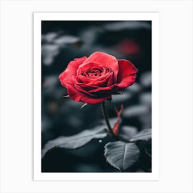 Red Rose 14 Art Print