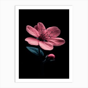 Pink Flower On Black Background 13 Art Print