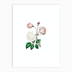 Vintage Ruga Rose Flower Botanical Illustration on Pure White n.0039 Art Print