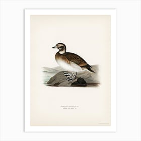 Long Tailed Duck, The Von Wright Brothers Art Print