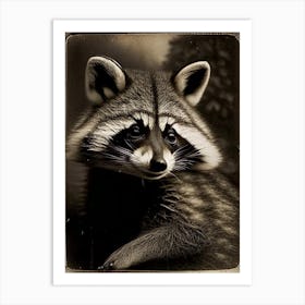 Common Raccoon Portrait Vintage Photography Art Print