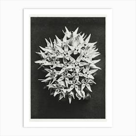 Showy Milkweed (1928), Karl Blossfeldt 1 Art Print