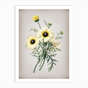 Vintage Chrysanthemum Botanical on Parchment n.0813 Art Print