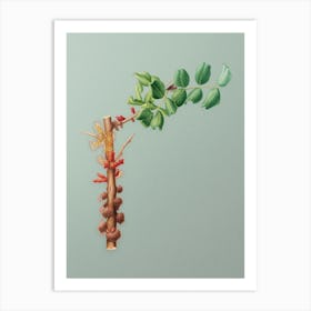 Vintage Carob Flower Botanical Art on Mint Green n.0158 Art Print