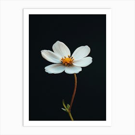 White Flower On A Black Background 5 Art Print