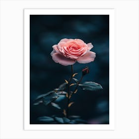 Pink Rose 38 Art Print