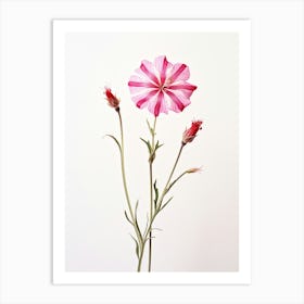 Pressed Wildflower Botanical Art Fire Pink Silene Virginica Flower 3 Art Print