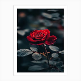 Dark Rose 18 Art Print