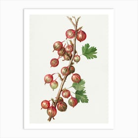 Rhubarb Art Print