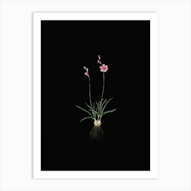 Vintage Ixia Crispa Botanical Illustration on Solid Black n.0274 Art Print