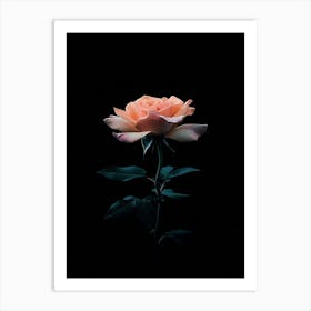 Rose On A Black Background 34 Poster