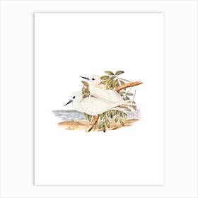 Vintage White Tern Bird Illustration on Pure White Art Print