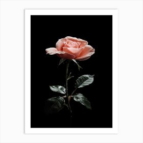 Pink Rose On Black Background 44 Art Print