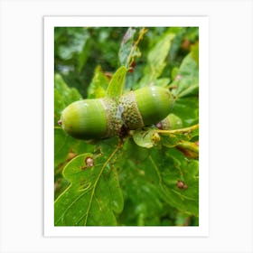 Acorns Art Print