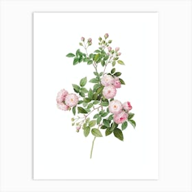 Vintage Pink Baby Roses Botanical Illustration on Pure White n.0777 Art Print