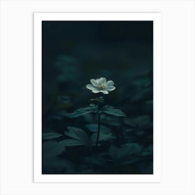 Single Flower In The Dark 25 Art Print