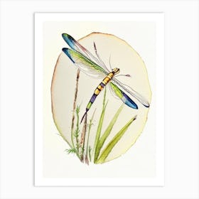 Banded Pennant Dragonfly Watercolour Ink Pencil 2 Art Print