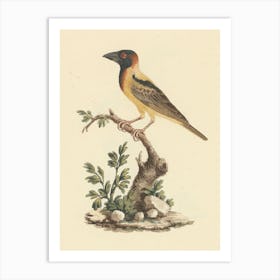 Black Headed Abyssinian Oriole, Luigi Balugani Art Print